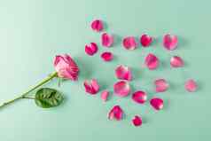 前视图美丽的粉红色的玫瑰花绿色叶花瓣蓝色的春天花作文