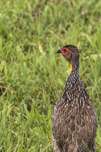 <strong>故乡</strong>spurfowl<strong>故乡</strong>鹧鸪荸荠属纳塔伦西斯斯坦