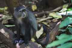 肖像蓝色的猴子脸湖曼雅拉国家公园