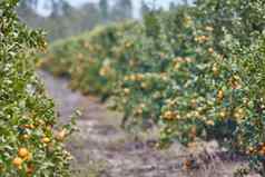 橙色柠檬种植园