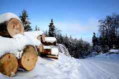 树干砍伐树说谎行覆盖雪