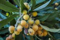 枇杷树水果