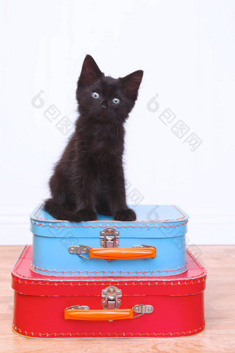 黑色的小猫坐着在行李白色