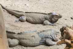 犀牛鬣蜥休息沙子