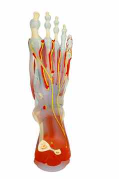 前视图人类脚肌肉解剖学孤立的剪裁