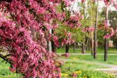 粉红色的美丽的树花天堂苹果树背景