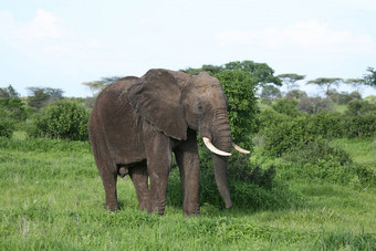 动物野生大象野生动物自然哺乳动物Safari非洲非洲公园<strong>大国</strong>家走储备背景旅行萨凡纳肯尼亚草图斯克在户外食草风景权力美厚皮类动物头象征危险雄伟的坦桑尼亚荒野