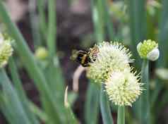 蜂蜜蜜蜂大黄蜂收集花蜜开花洋葱