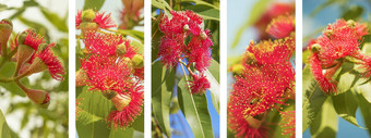 澳大利亚全景自然横幅红色的桉树花