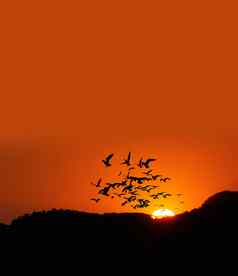 日落时间山鸟