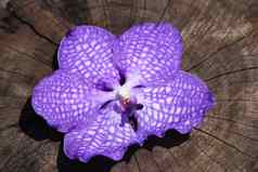 惠蒂紫罗兰色的兰花花