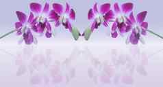 背景惠蒂紫罗兰色的兰花花