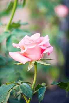 美丽的粉红色的玫瑰花园玫瑰情人节一天