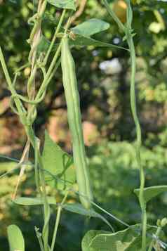 特写镜头生绿色豆子植物