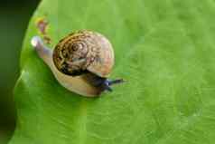 图像蜗牛绿色叶爬行动物动物