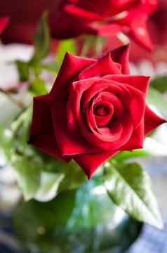 红色的玫瑰花瓶