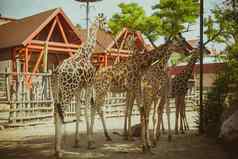 集团长颈鹿动物园