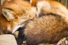 睡觉狐狸