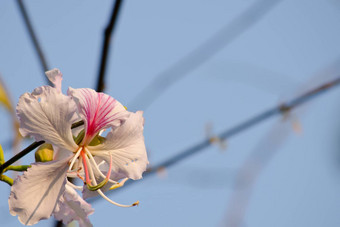 紫荆花杂色花