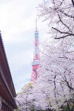 东京塔樱花花朵包围