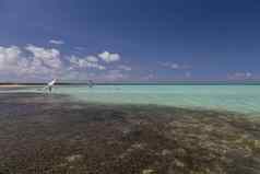 博内尔岛加勒比海帆板运动环礁湖索罗本