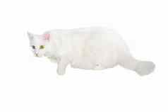 毛茸茸的白色一岁自制的猫了白色孤立的