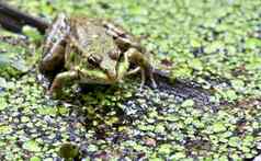 肖像绿色青蛙背景长满草的池塘