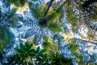 巨大的蕨类植物红木森林罗托鲁瓦新西兰