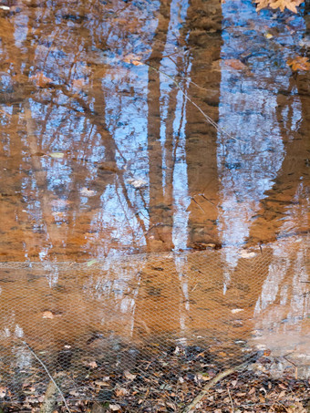 秋天棕色（的）死叶子湖表面水<strong>沉闷</strong>的reflecti