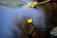黄色的池塘莉莉睡莲黄睡莲lutea