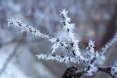 冷淡的冬天树细节特写镜头覆盖白色雪