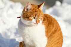 减少红白猫玩白色雪表面阳光明媚的美丽的