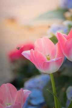 美丽的花束郁金香色彩斑斓的郁金香