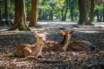 梅花鹿鹿奈良公园森林日本