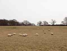 群放牧羊场草原白色天空秋天冬天