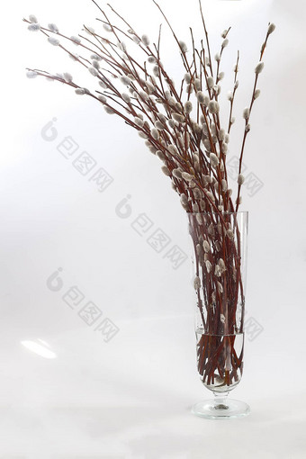分支机构willow-eared花花瓶白色背景