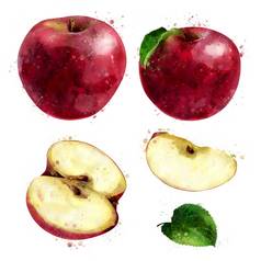 红色的苹果白色背景水彩插图