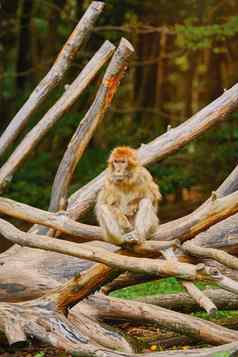 巴巴莉短尾猿猴子。sylvanus