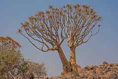 阿洛丹龙二分法箭袋树苏特恩纳米比亚