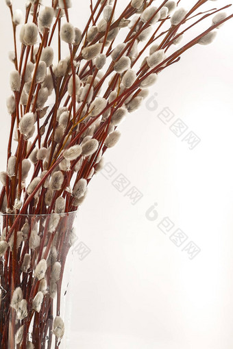 分支机构willow-eared花花瓶白色背景