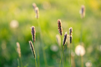 春天背景草草地