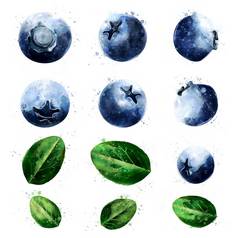 蓝莓白色背景水彩插图