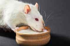 动物白色老鼠吃