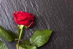 特写镜头美丽的红色的玫瑰