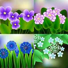 春天背景开花早午餐紫罗兰色的花