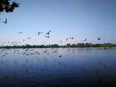鸽子鸟飞行天空自然湖泰国公共