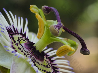 激情花激情花