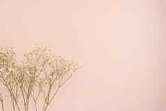简单的白色花玫瑰头昏眼花的粉红色的背景复制空间花框架婚礼礼物卡情人节一天母亲一天背景