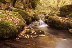 秋天森林山流美丽的秋天森林岩石覆盖莫斯山河急流瀑布级联小山流水运行玄武岩巨石