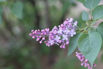 淡紫色花朵美丽的群淡紫色特写镜头绿色分支春天花淡紫色花树